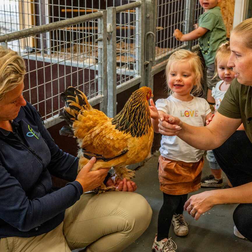 Vrouwen laten ene kip aan een kind zien