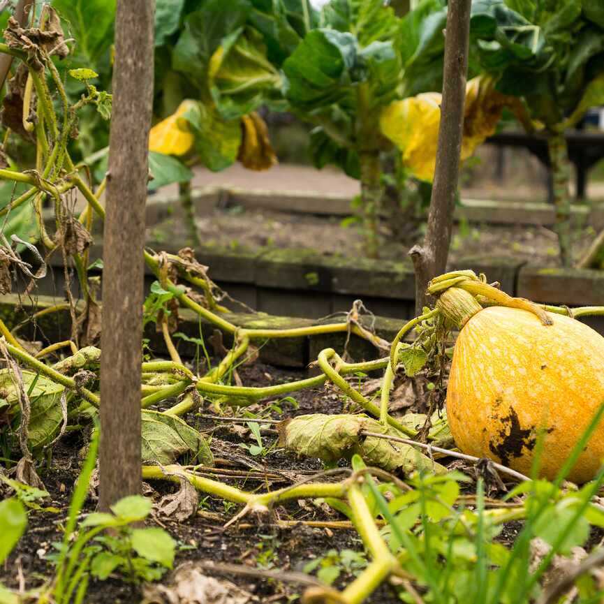 Gele courgettes