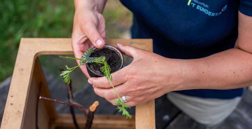 man verzorgt plantje in een potje