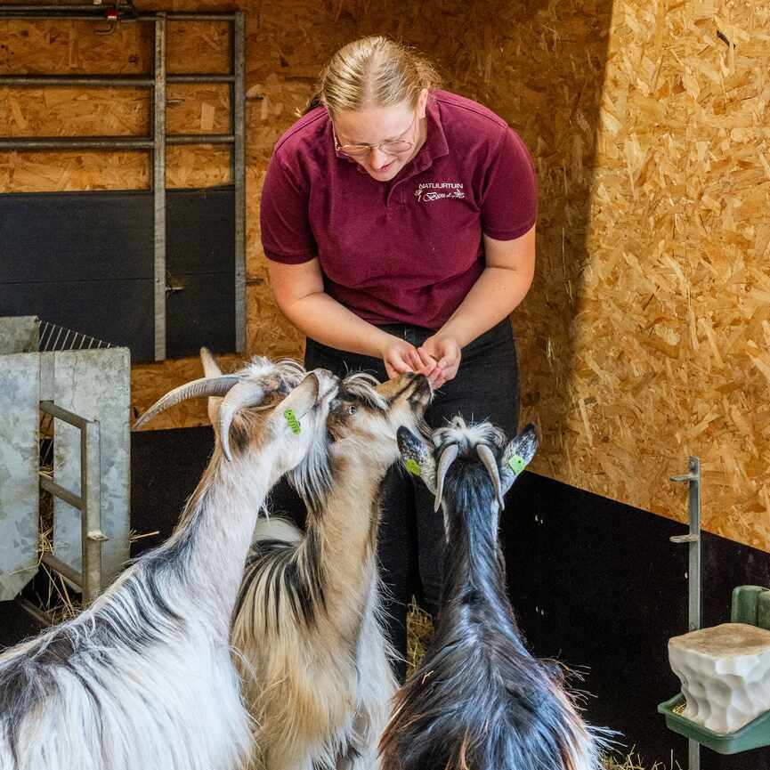 Vrouw bij drie geiten