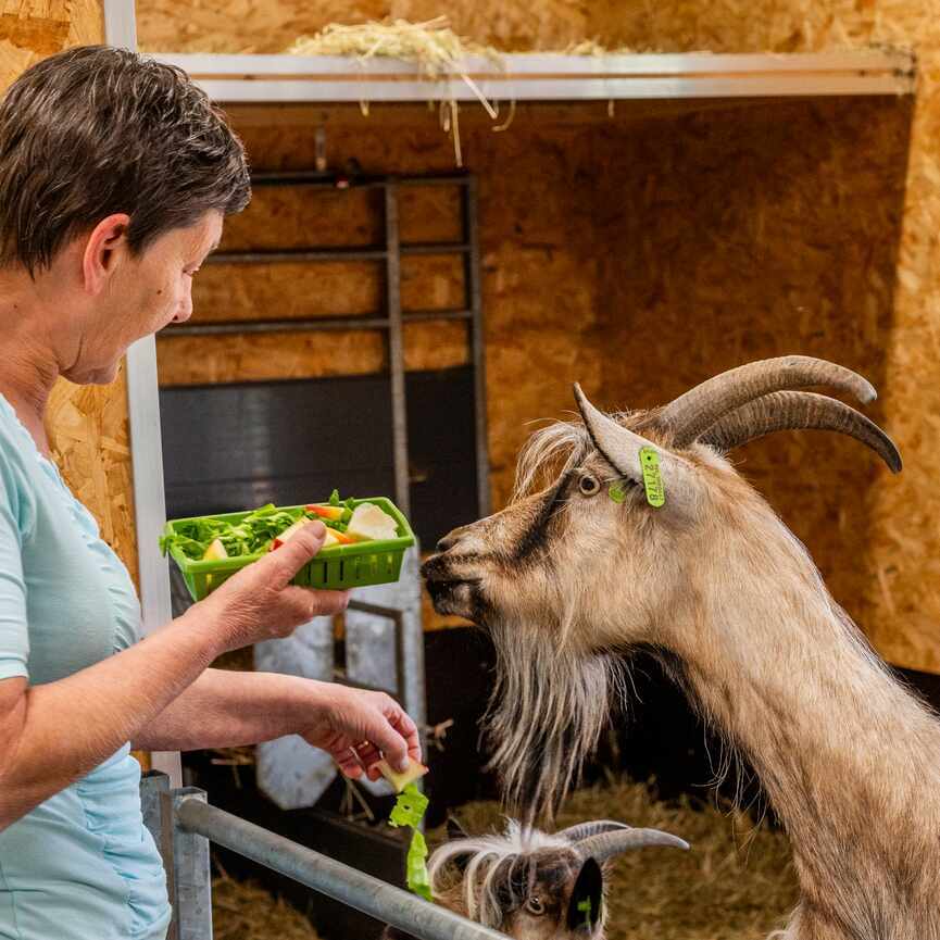 Vrouw voert de geiten in de stal